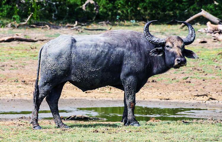 caracteristicas del bufalo de agua