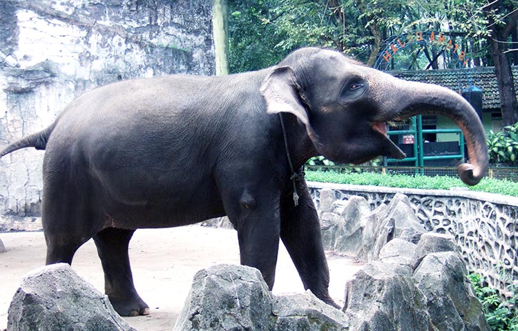 caracteristicas del elefante de Sumatra