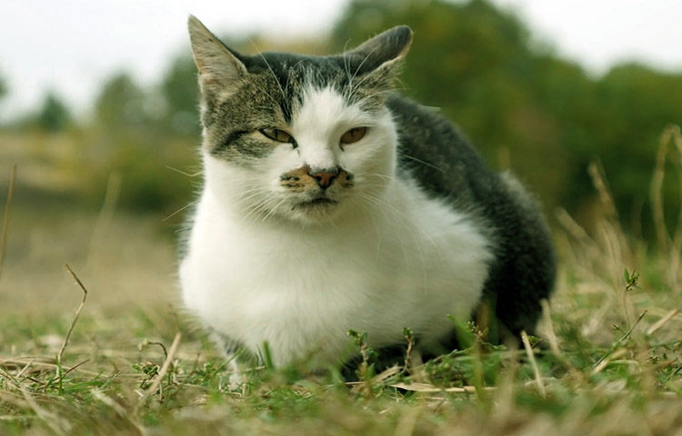 caracteristicas del gato Siberiano