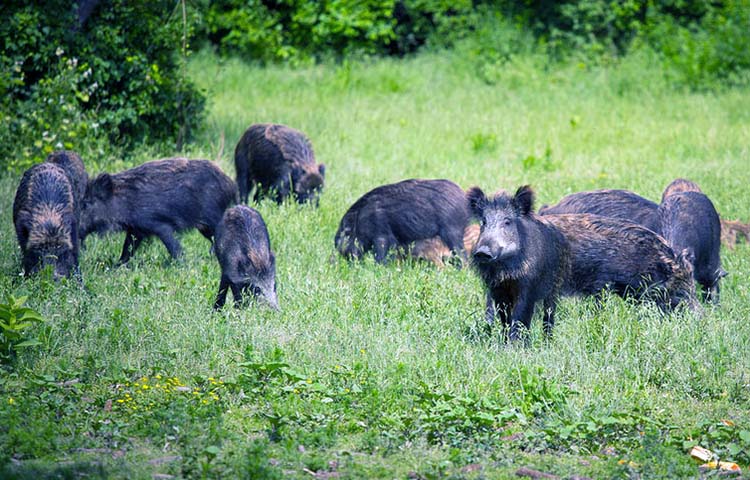 caracteristicas del jabali