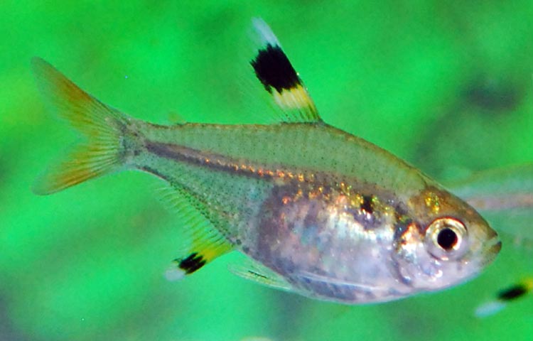 caracteristicas del pez Tetra Rayos X