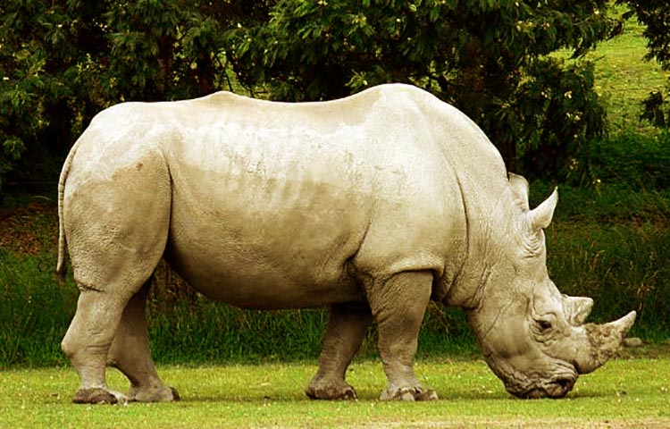 caracteristicas del rinoceronte blanco