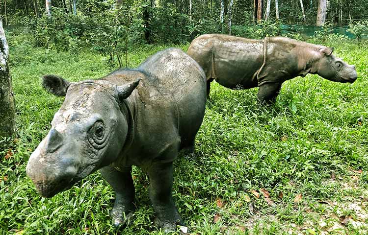 caracteristicas del rinoceronte de Sumatra