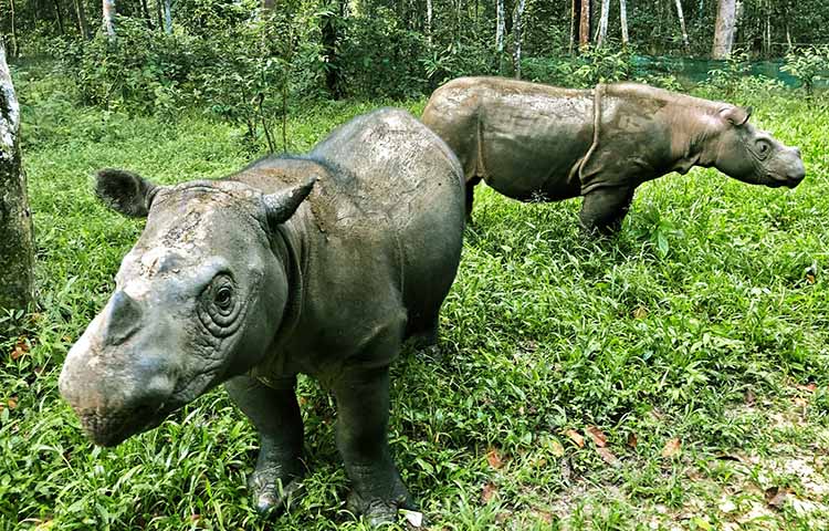 Cuáles son las características del rinoceronte de Sumatra – Sooluciona