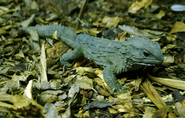 caracteristicas del tuatara