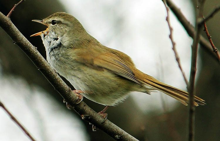 caracteristicas del uguisu