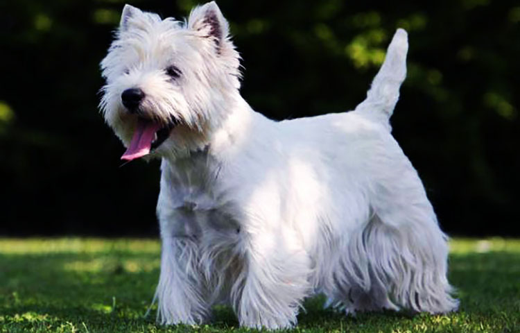 como cuidar un West Highland White Terrier