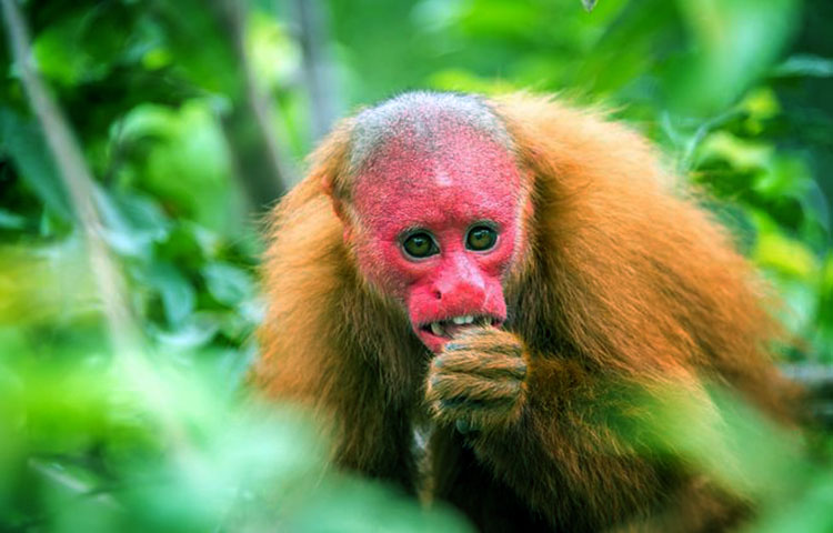 como es el mono uakari