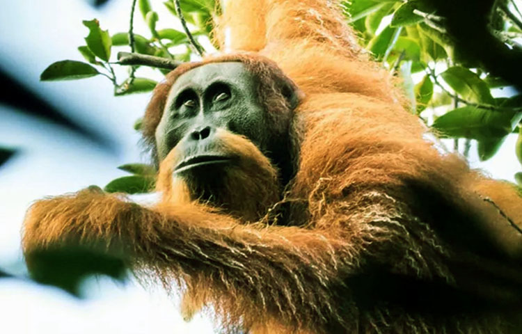 como es el orangutan de Tapanuli