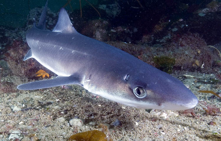 características del tiburón mielga