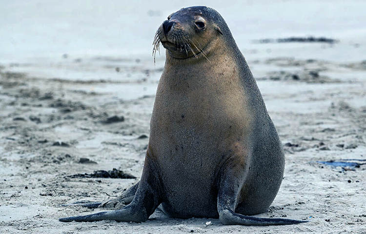 como son los dientes del leon marino