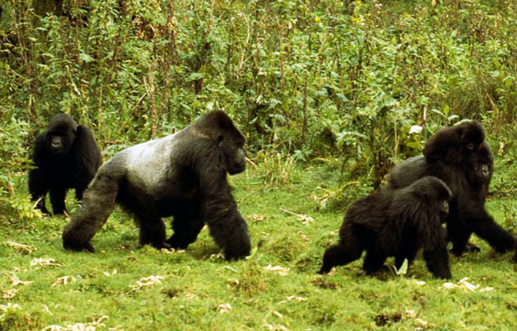 Cómo viven los gorilas occidentales de llanura – Sooluciona