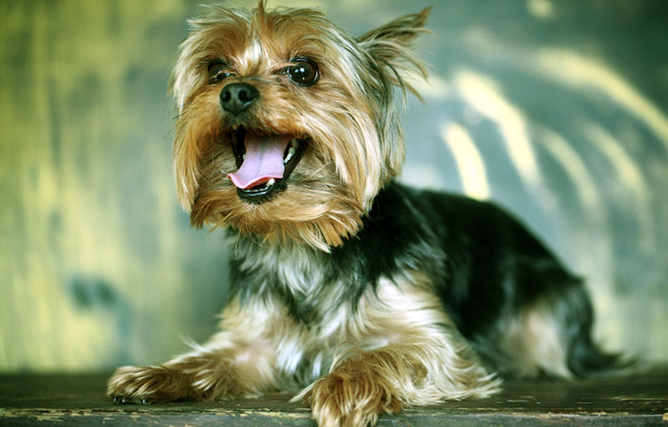 personalidad y comportamiento del Yorkshire Terrier