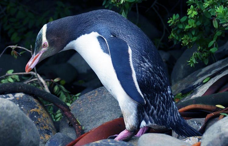 cuanto mide el pinguino de ojo amarillo