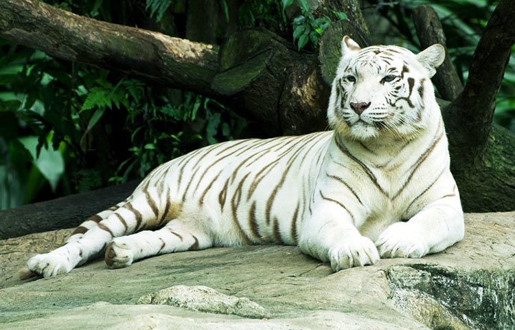 cuanto pesa el tigre blanco