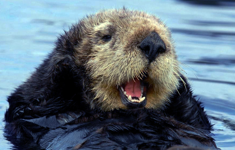 depredadores de la nutria marina