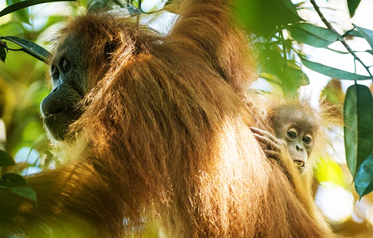 donde vive el orangutan de Tapanuli