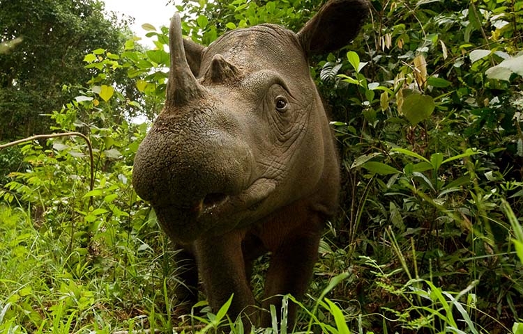donde vive el rinoceronte de Sumatra