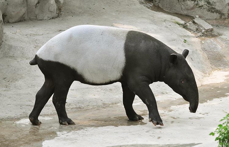 donde vive el tapir