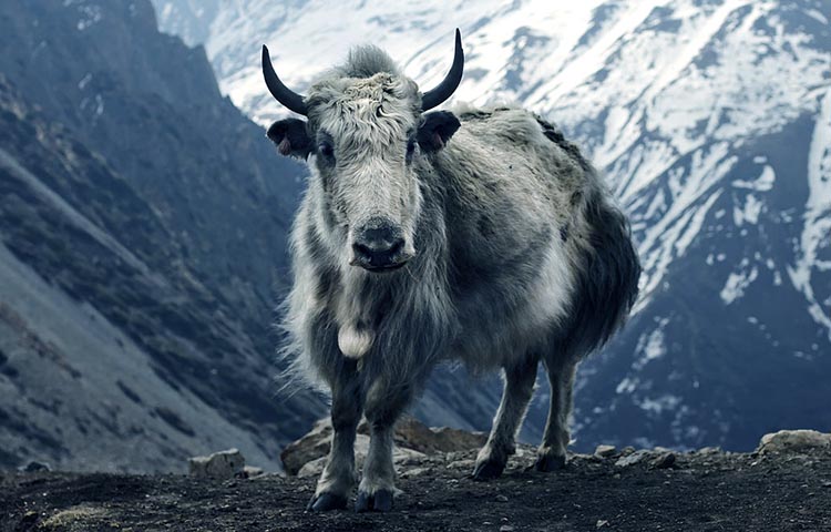 donde vive el yak