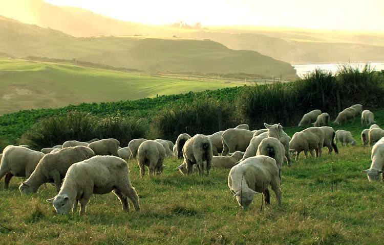 especies de ovejas