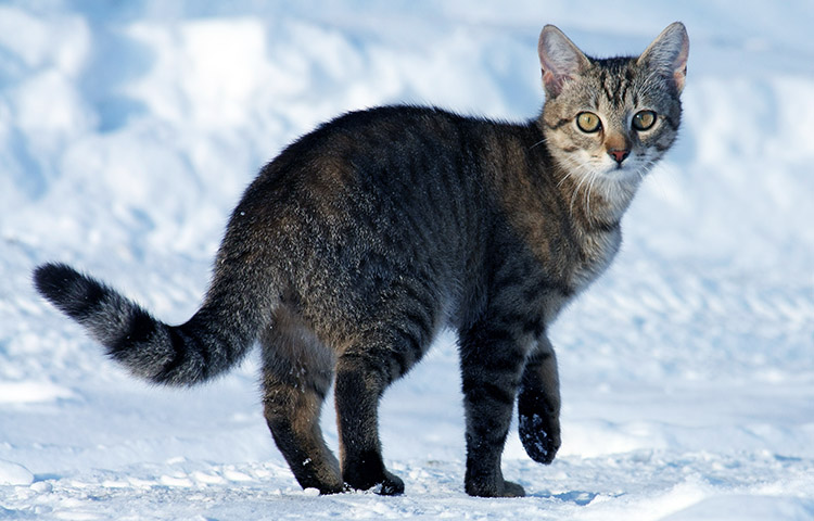gato Siberiano donde habita