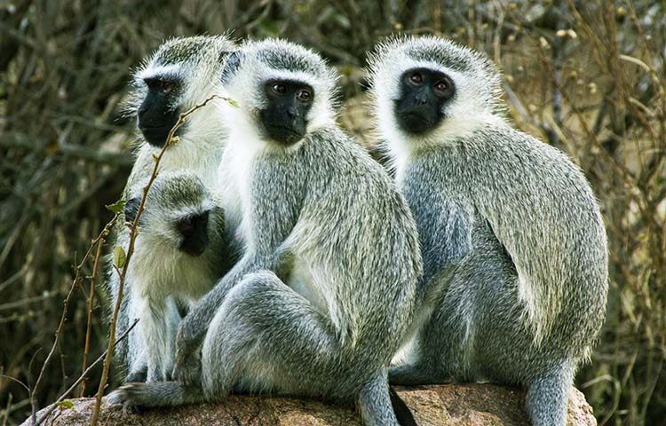 habitat del mono Vervet