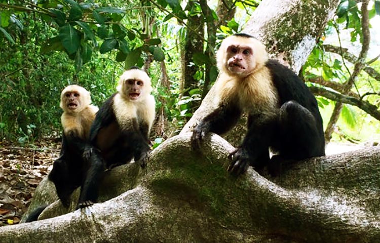 habitat del mono cariblanco