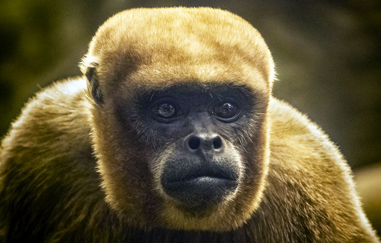 habitat del mono lanudo