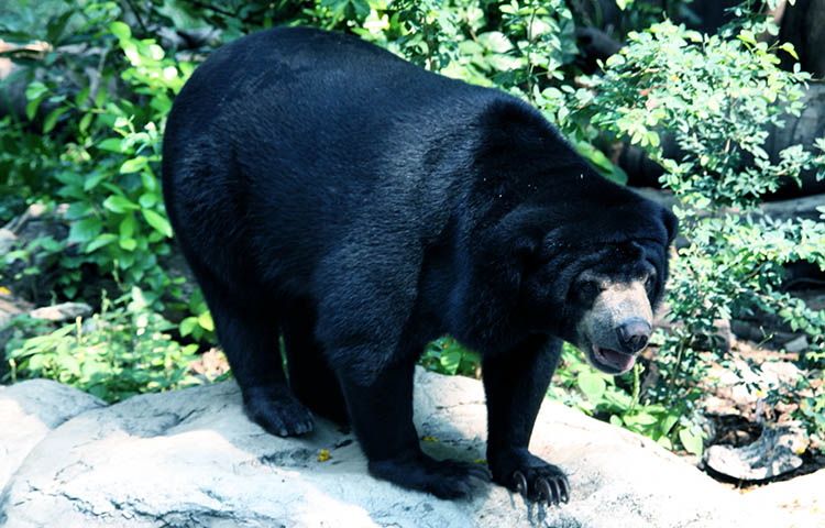 habitat del oso malayo