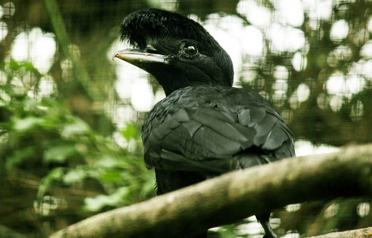 habitat del pajaro paraguas