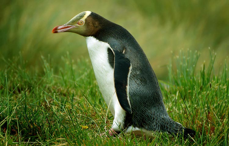 habitat del pinguino ojigualdo
