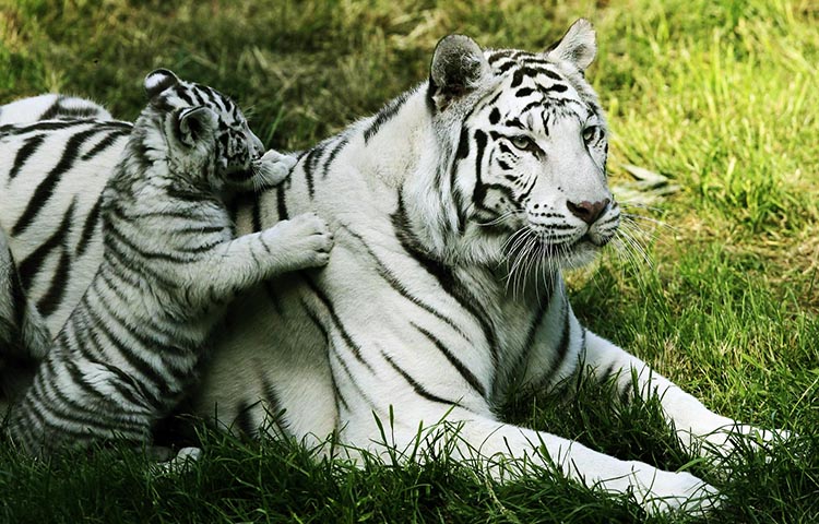 habitat del tigre blanco