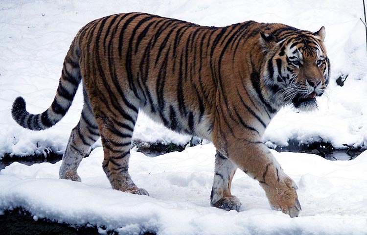 habitat del tigre siberiano