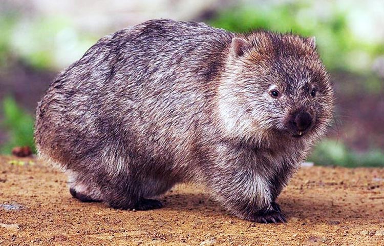 habitat del wombat