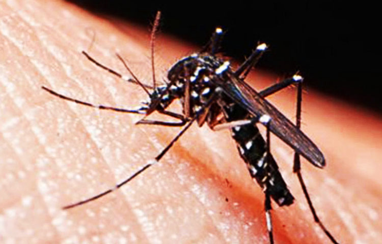 Diferencias entre mosquito hembra y macho