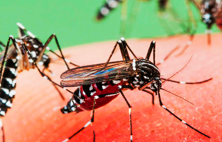 Diferencias entre mosquitos y pulgas