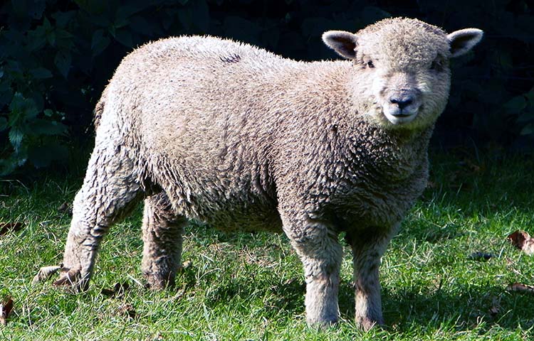 origen de la oveja