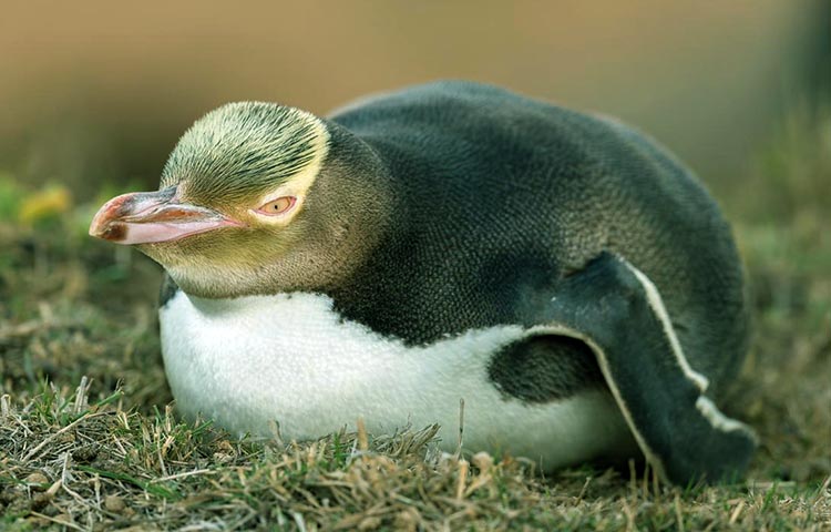 que come el pinguino ojigualdo