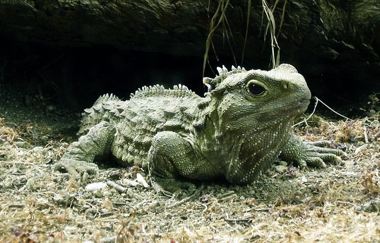 que come el tuatara