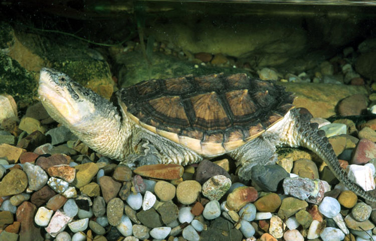 que come la tortuga largato