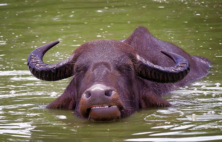 que comen los bufalos de agua