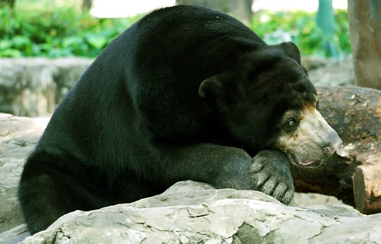 que comen los osos malayos
