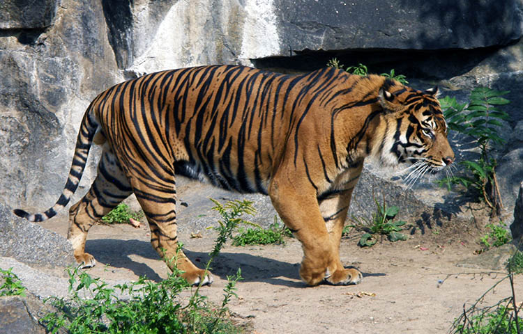 alimentación del tigre de Sumatra