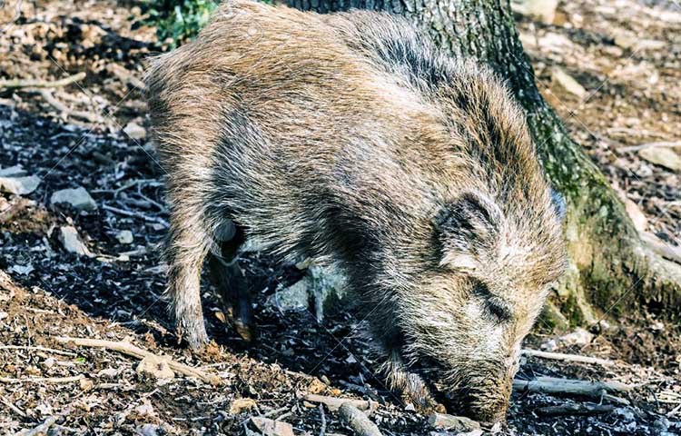 Cuál es la relación del jabalí con los humanos