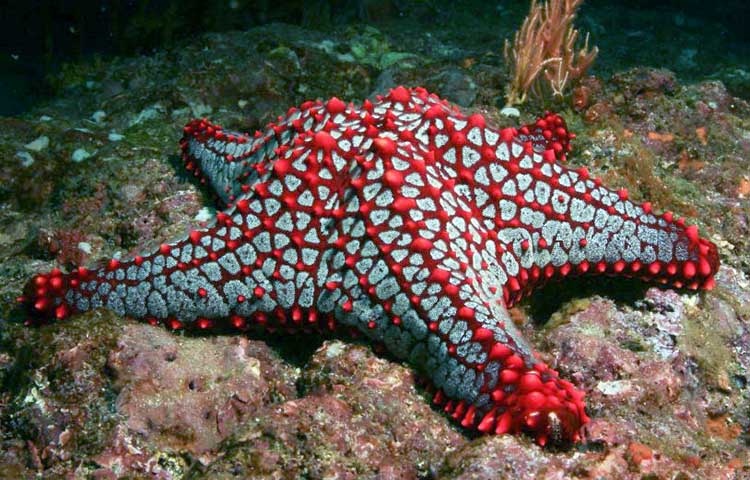 reproduccion de la estrella de mar