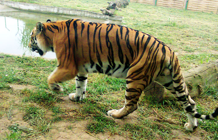 reproduccion del tigre siberiano