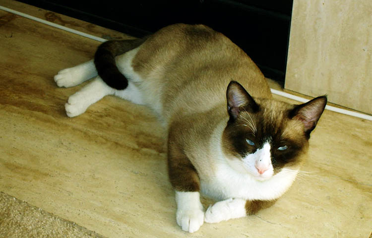 temperamento del gato snowshoe