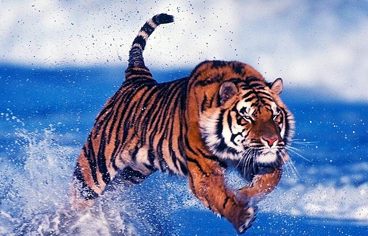 velocidad del tigre