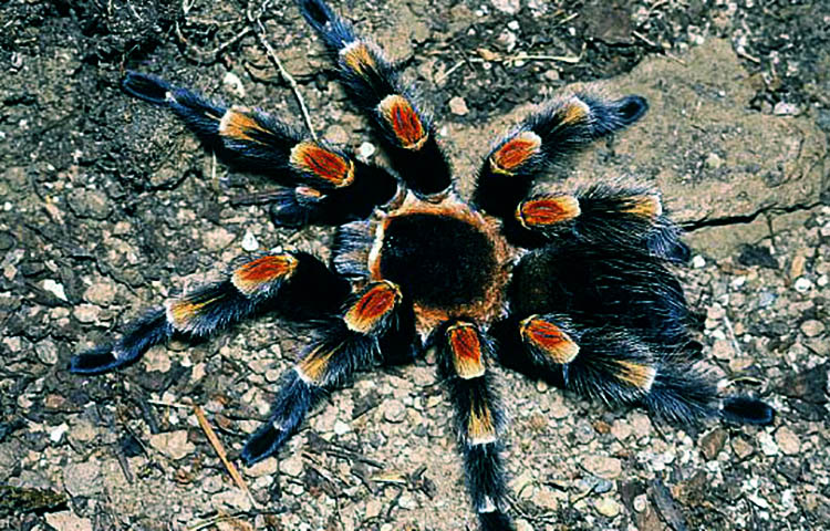 Donde vive la tarantula de anillos rojos